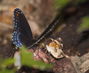 Red Spotted Purple and Silvery Checkerspot